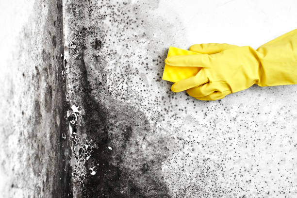 Mold Remediation for Vacation Homes in Chickasaw, AL